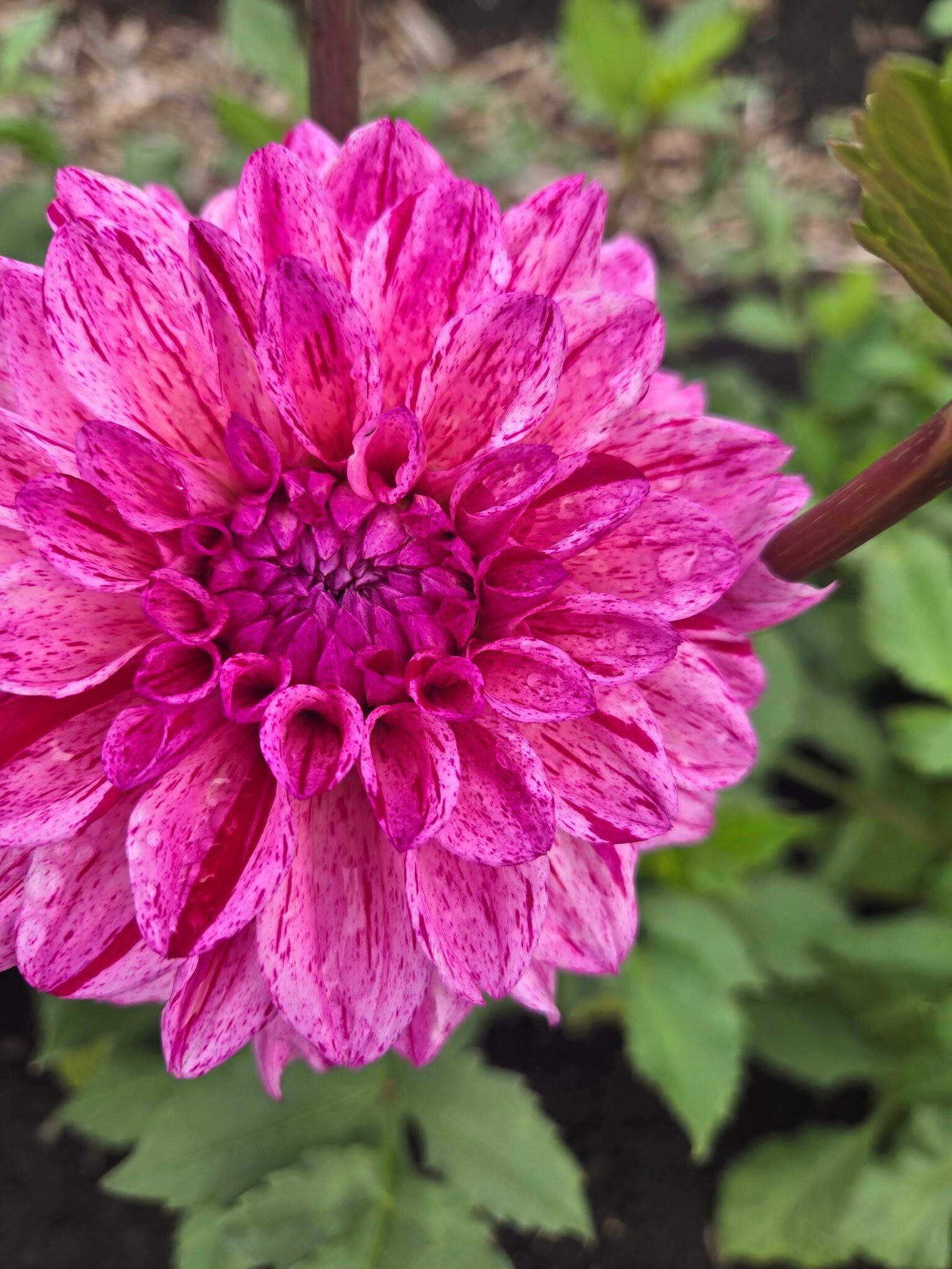 Pink dahlia bloom up close in the field