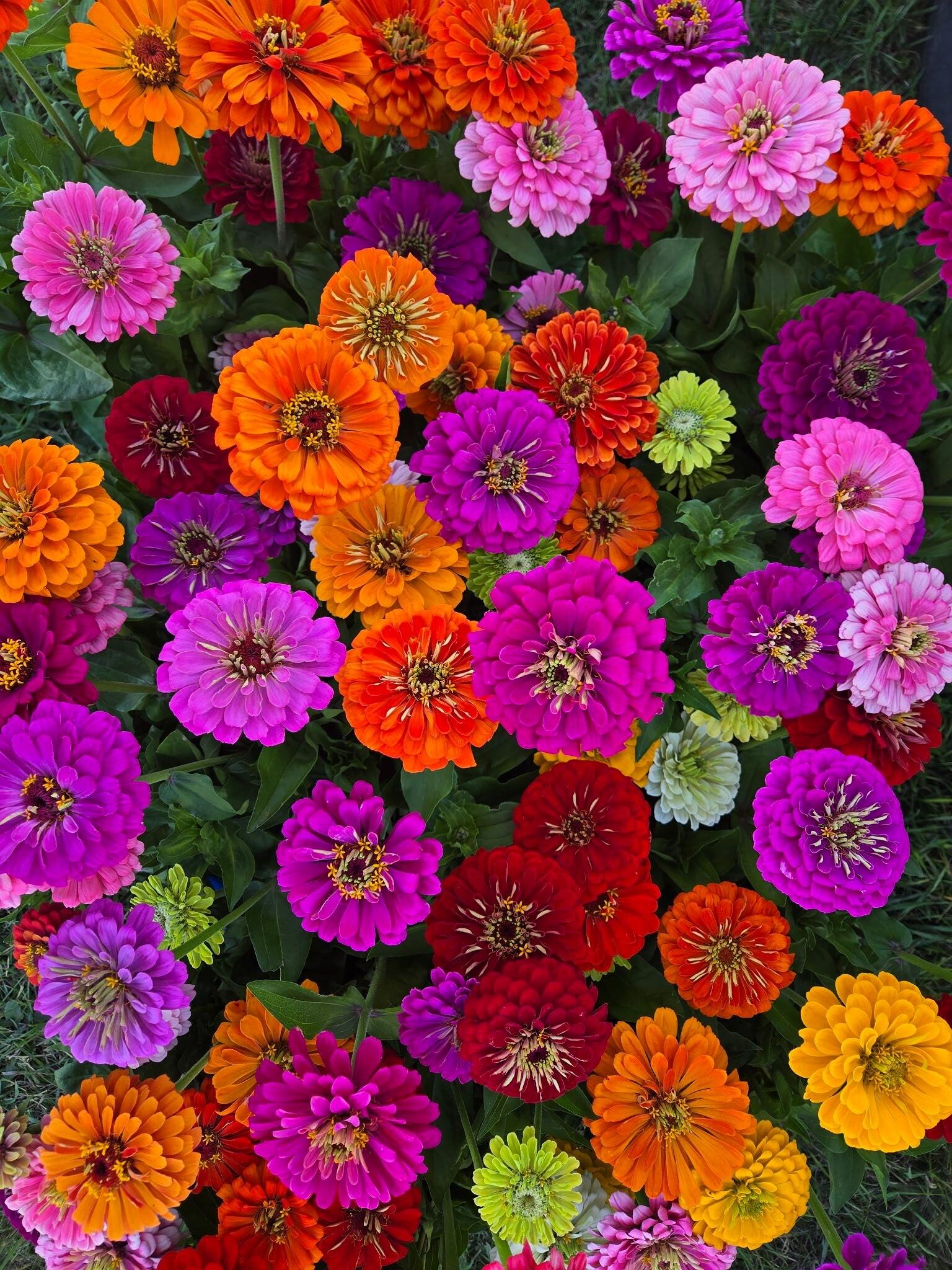 Bright zinnias laid out in a flat lay